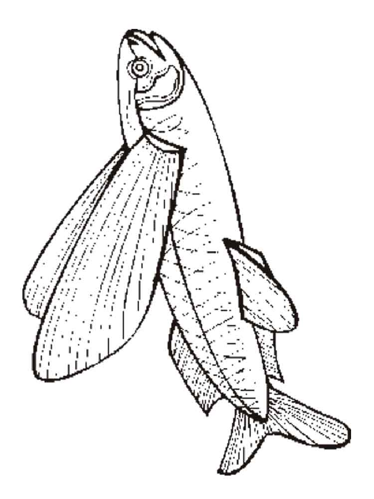 750x1000 Flying Fish Coloring Pages Download And Print Flying Fish