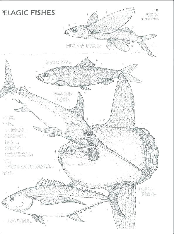 594x800 Marine Coloring Page Marine Coloring Page Flying Fish Coloring