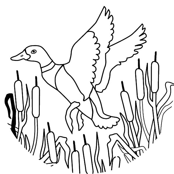 600x600 How To Draw Flying Mallard Duck Coloring Pages Color Luna