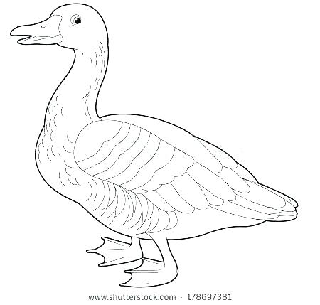 450x429 Flying Canada Goose Coloring Page Coloring Design