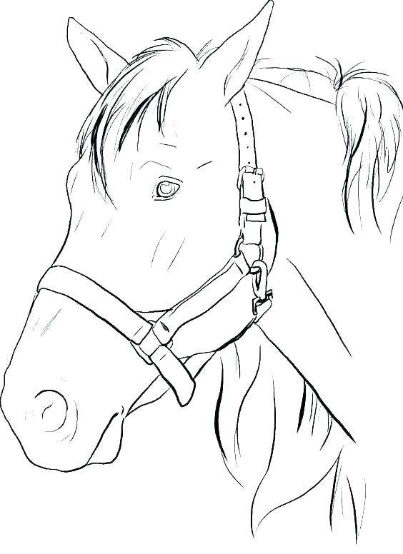 564x776 Horse Coloring Pages To Print Horse Coloring Pictures To Print