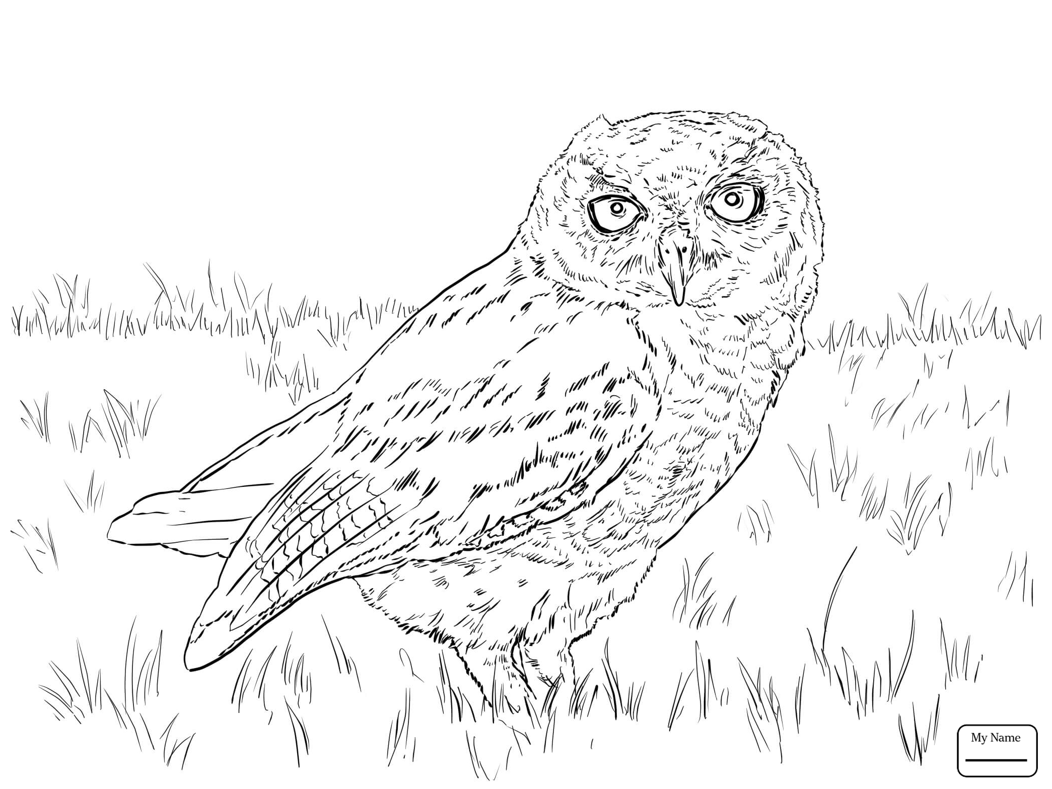 2089x1567 New Birds Barn Owl Owls Coloring Pages