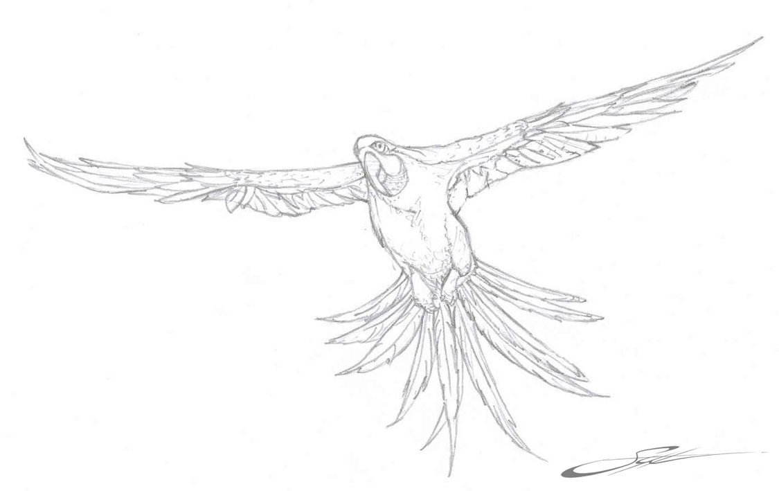 1125x709 Free Printable Parrot Coloring Pages For Kids