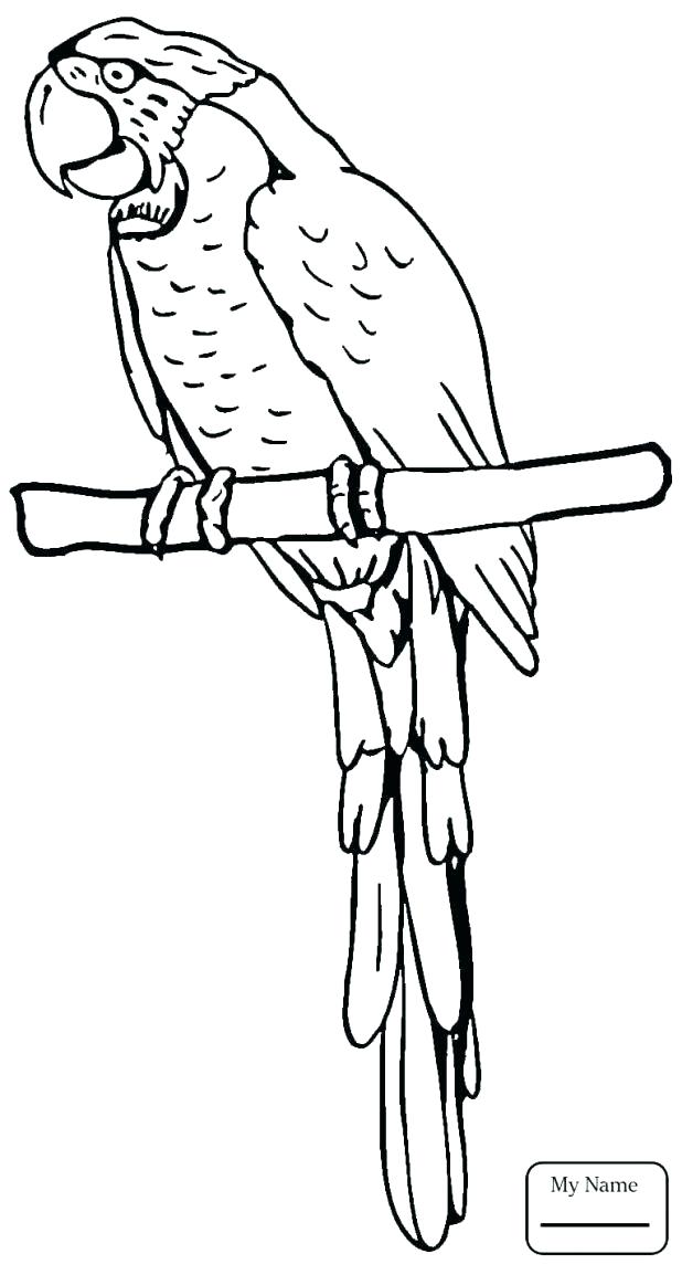 618x1154 Macaw Coloring Page Macaw Parrot Coloring Page Birds Grey Parrots