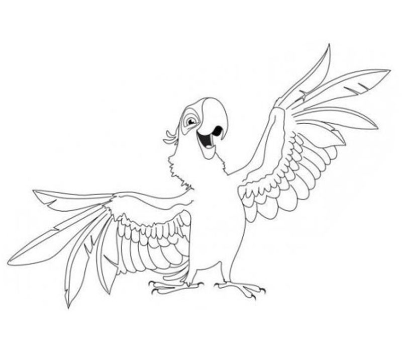 800x700 Parrot Coloring Pages Hd Coloring Pages