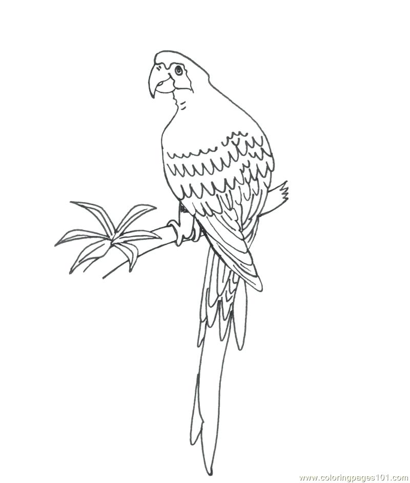 800x942 Parrot Coloring Pages Coloring Pages Parrot Coloring Pages Flying