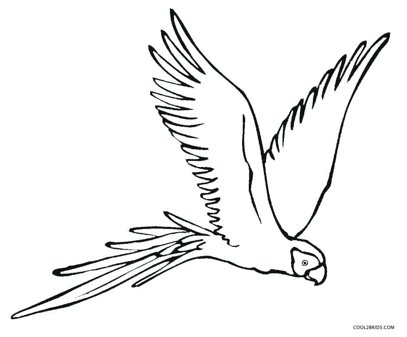 800x662 Parrot Coloring Page