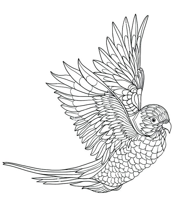600x740 Parrots Coloring Pages