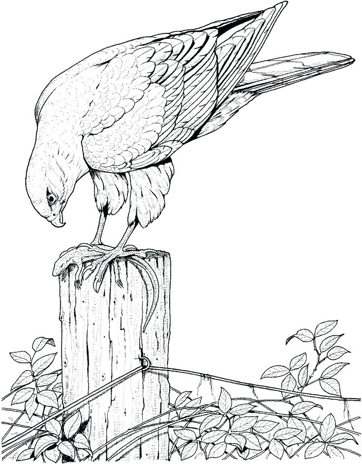 736x944 Coloring Pages Of Birds Coloring Pictures Of Birds Flying Coloring