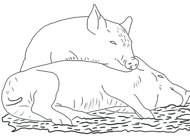 620x446 Pig Coloring Sheet Pig Coloring Pages Flying Pig Coloring Page