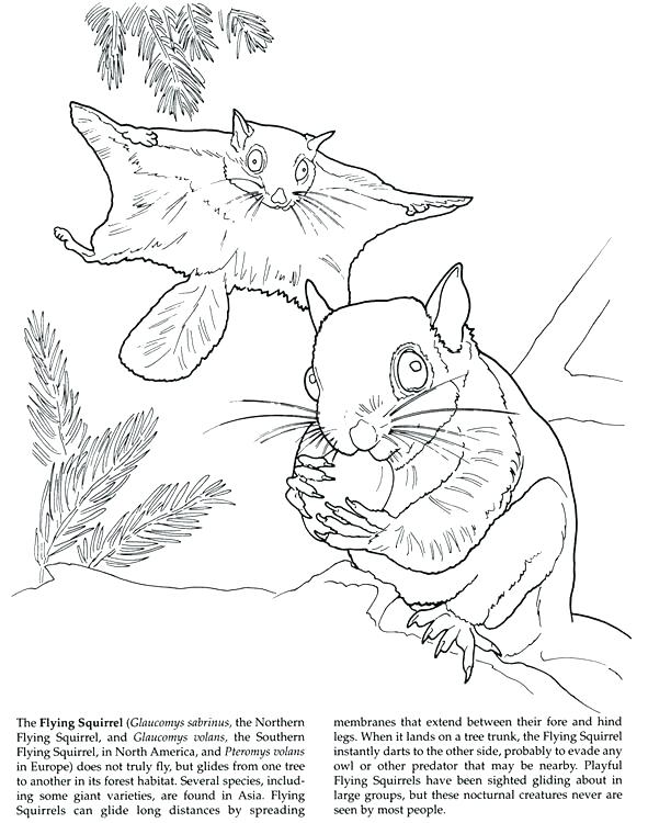 591x750 Flying Squirrel Coloring Page Drawn Squirrel Coloring Page