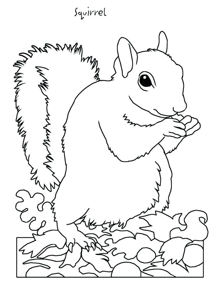 736x952 Flying Squirrel Coloring Page Squirrel Pictures To Color Pictures