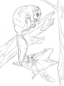 262x350 Northern Flying Squirrel Coloring Page Super Coloring Flying