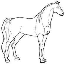 220x220 Foal Coloring Pages