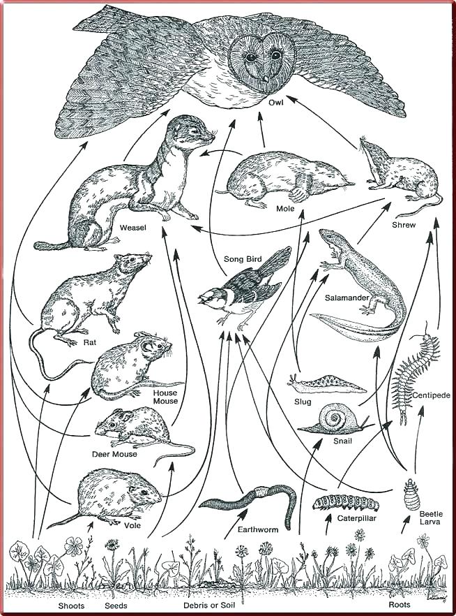 654x882 Food Chain Coloring Pages Food Chain Coloring Page Food Web