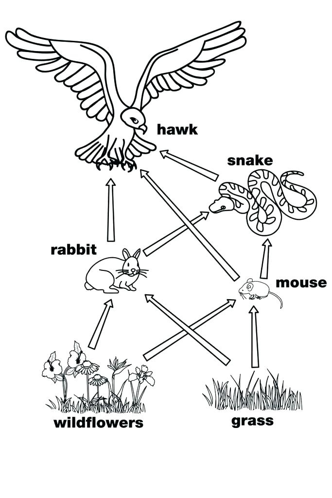 683x1024 Food Web Coloring Pages