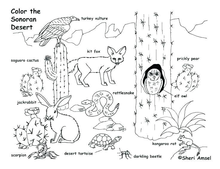 736x568 Food Web Coloring Pages Food Chain Coloring Pages Food Web