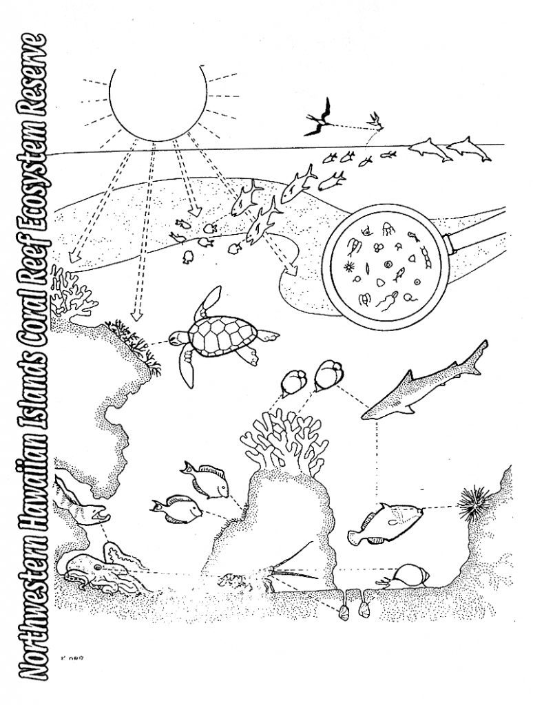 774x1024 Coloring Pages And Coloring Books Food Chain Coloring Page