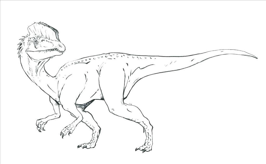 1023x631 Raptor Coloring Pages Coloring Page Coloring Page Coloring Pages