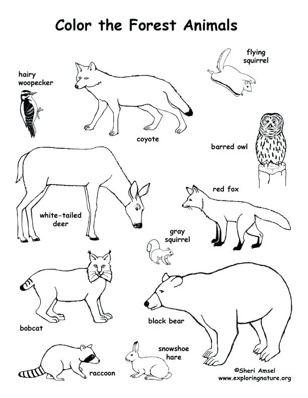 612x792 Forest Coloring Forest Animals Coloring Pages Forest Animals