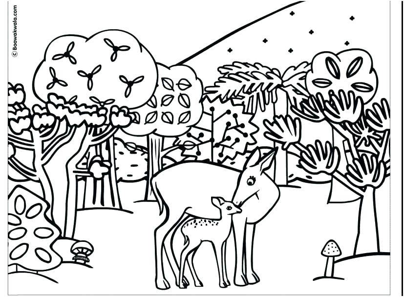 827x609 Rainforest Animals Coloring Pages Animals Coloring Pages Printable