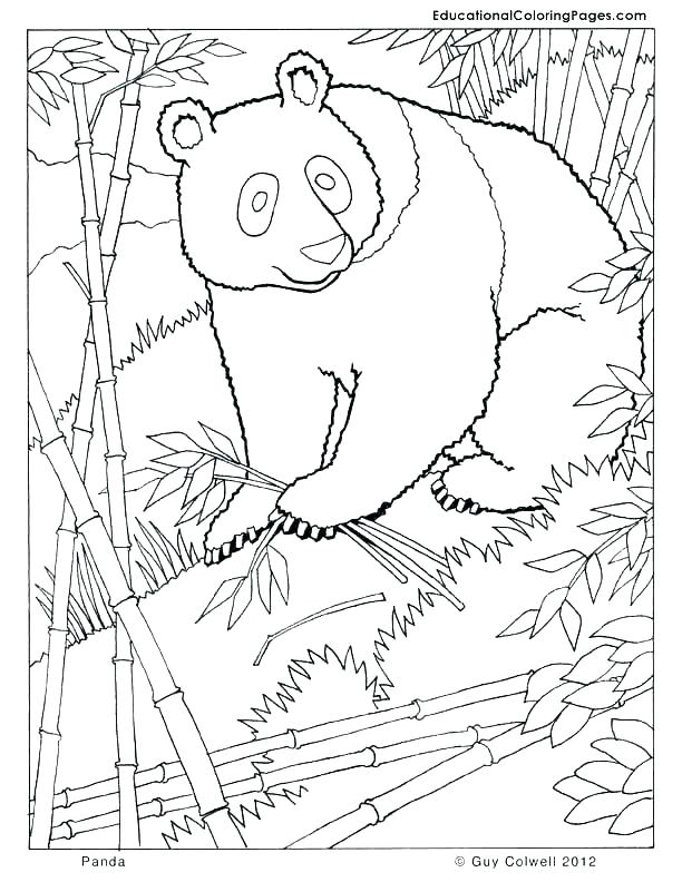612x792 Forest Animal Coloring Pages Forest Animal Coloring Pages Animals
