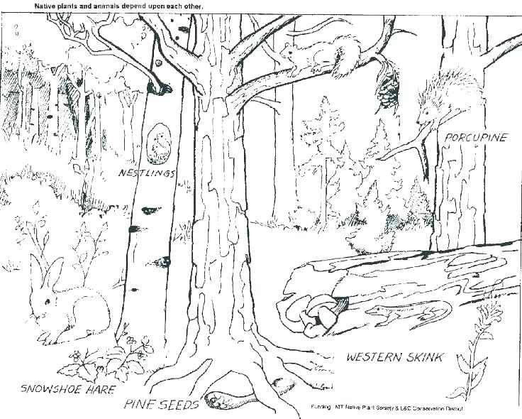 736x590 Forest Animals Coloring Pages Forest Animals Coloring Pages Forest