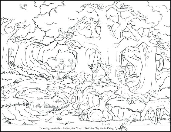 564x437 Forest Coloring Pages Woodland Animals Coloring Pages Forest