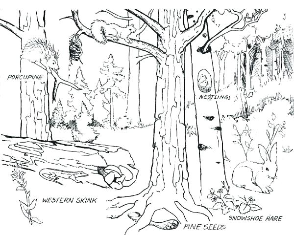 600x481 Coloring Pages Forest Zoo Animal Coloring Pages To Print Pictures