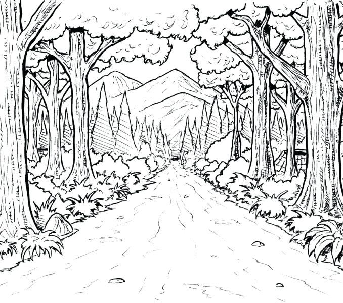 678x600 Forest Coloring Pages Forest Coloring Pages Rainforest Flowers