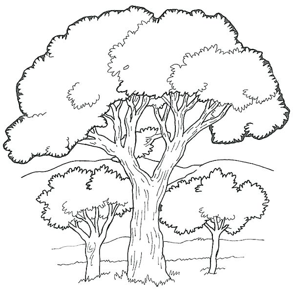 600x603 Luxury Forest Coloring Pages Printable For Oak Tree In The Forest