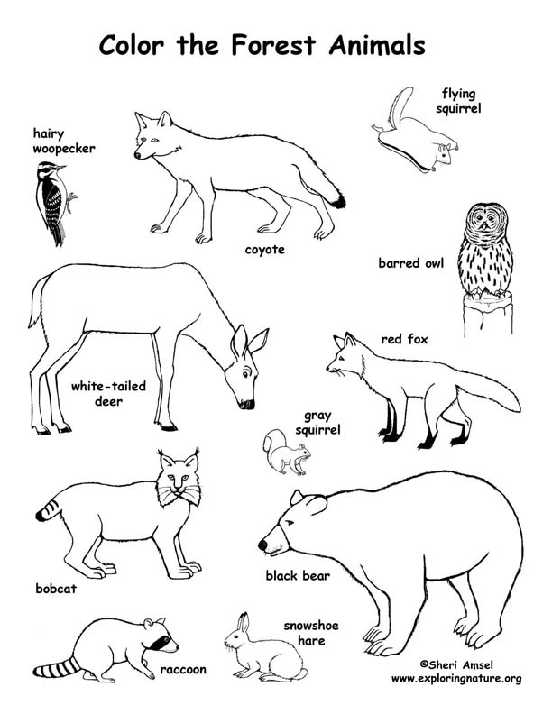 612x792 Forest Animals Coloring Pages Forest Animals Coloring Page Cheer