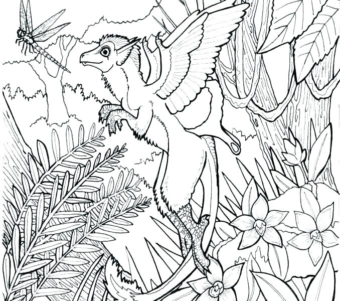 678x600 Forest Coloring Pages Best Forest Coloring Page Image Enchanted