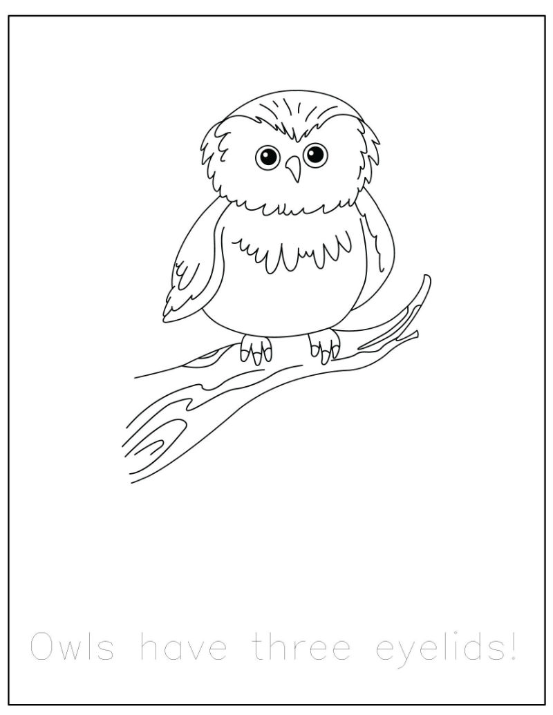 800x1035 Breakthrough Forest Animal Coloring Pages Printable Animals