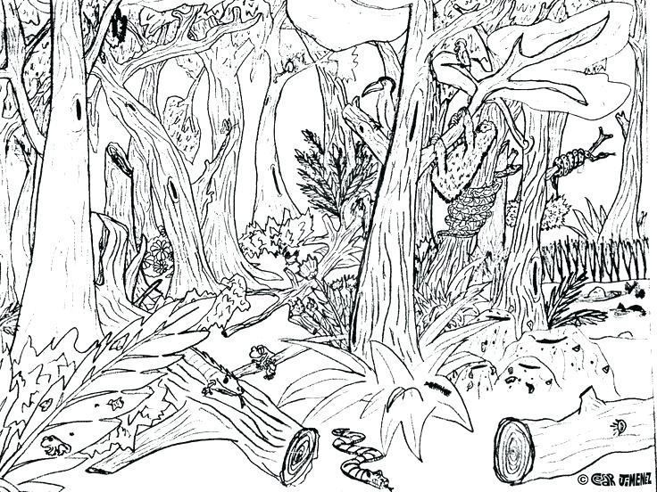 736x552 Forest Coloring Pages Printable With Page Inspirations