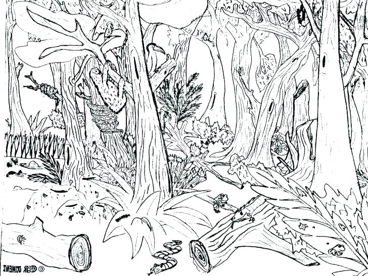728x546 Animal Coloring Pages To Print Cool Animal Coloring Pages Forest