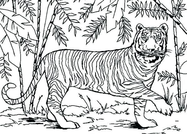 600x431 Coloring Pages Forest Coloring Pages For Kids Collection Printable