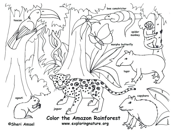 736x564 Biomes Coloring Pages Drawn Forest Pencil And In Color Coloring