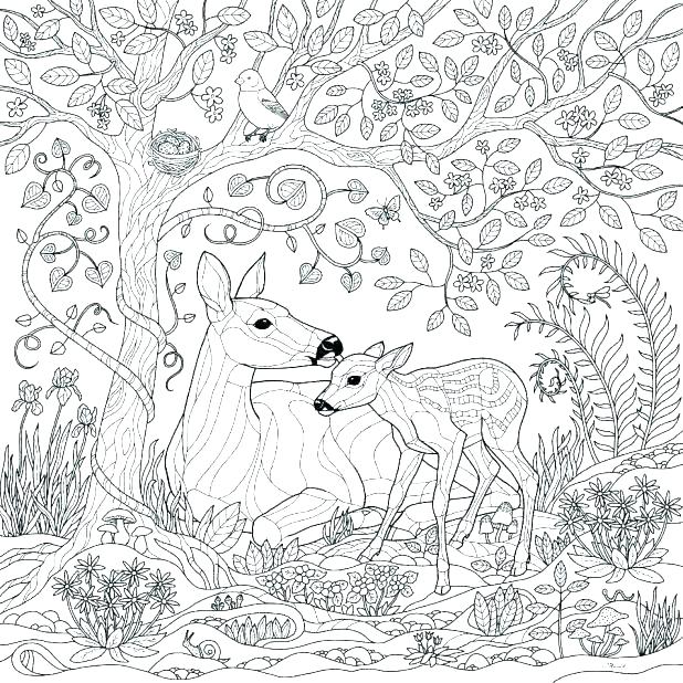 618x618 Tropical Rainforest Coloring Pages Enchanting Coloring Page Forest