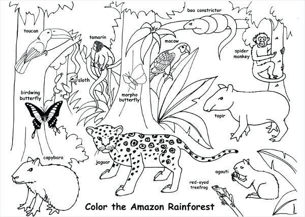 600x428 Animal Habitat Coloring Pages Jungle Habitat Coloring Page Forest