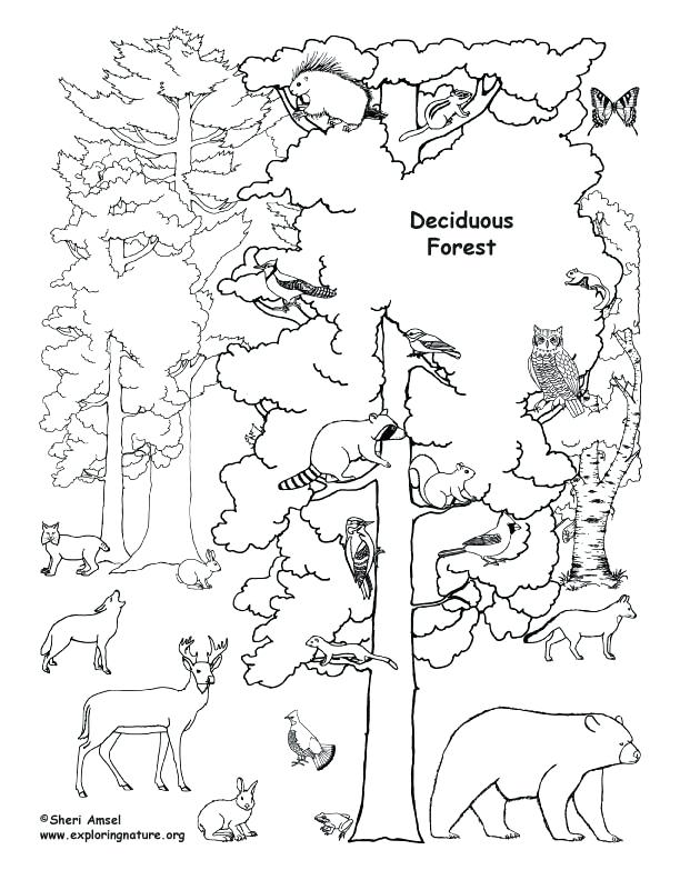 612x792 Forest Coloring Page Coloring Pages For Kids Collection Printable