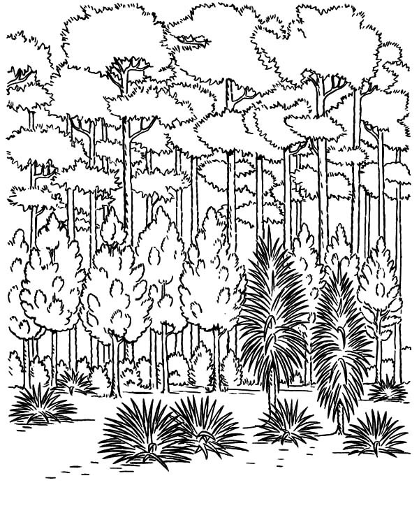 600x734 Keep Our Forest Green On Arbor Day Coloring Pages Best Place