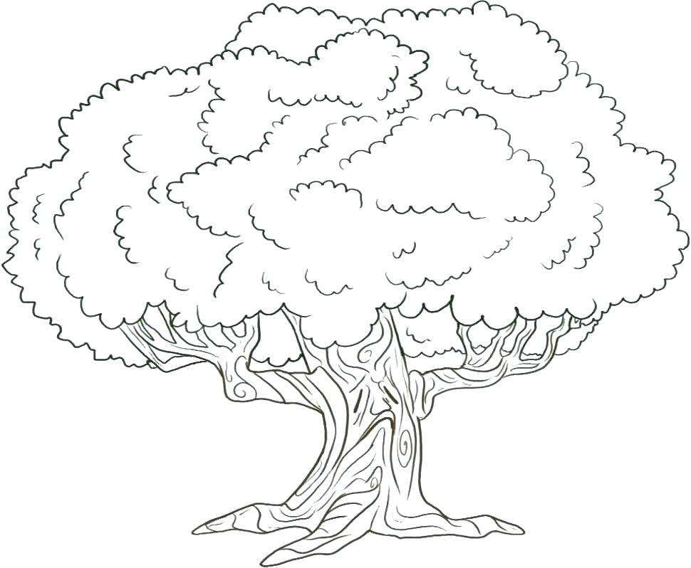 970x798 Trees Coloring Pages Coloring Pages Of Trees Epic Tree Coloring
