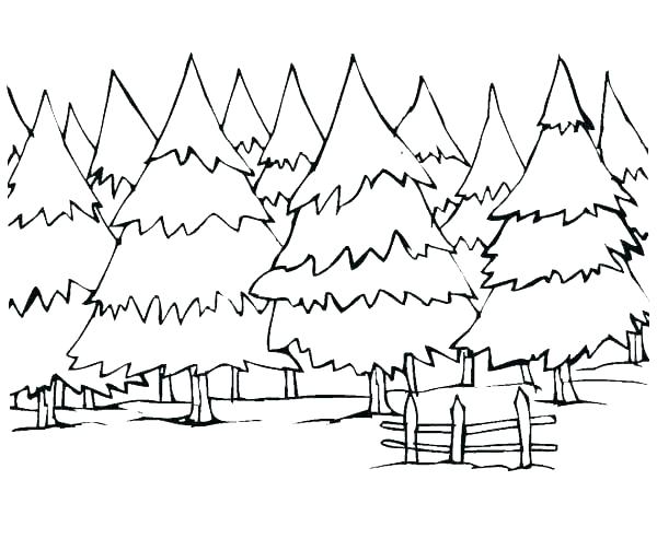 600x493 Forest Coloring Pages