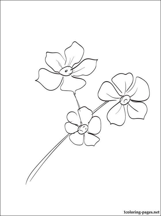 560x750 Forget Me Nots Coloring Page Coloring Pages Pattern And How