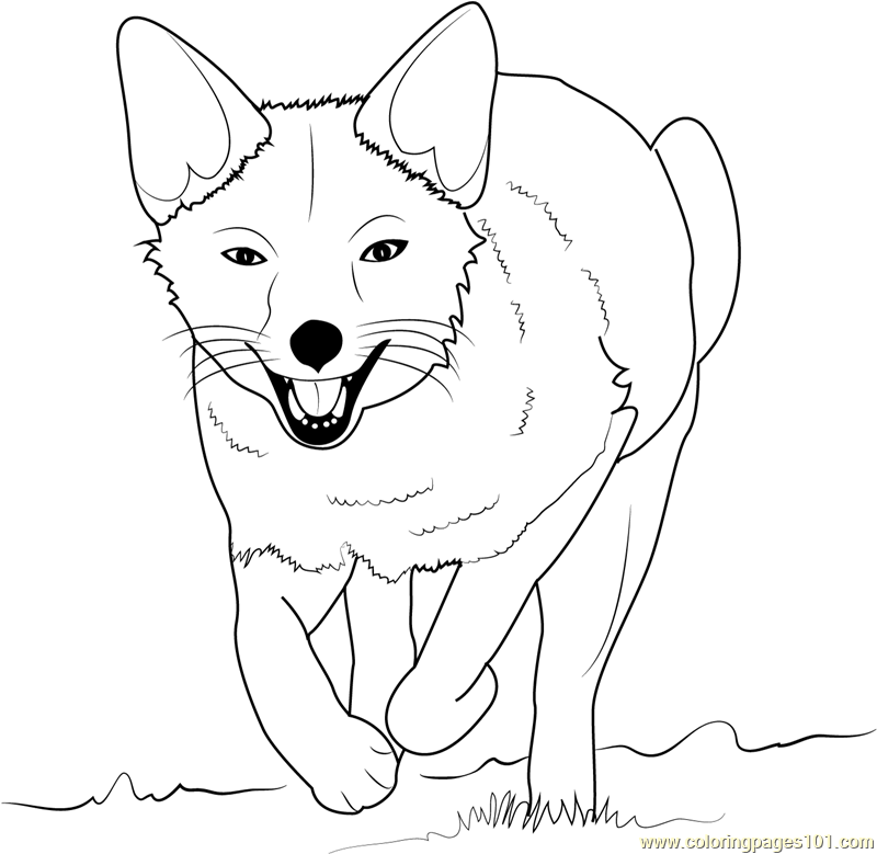 800x779 Fox Coloring Pages