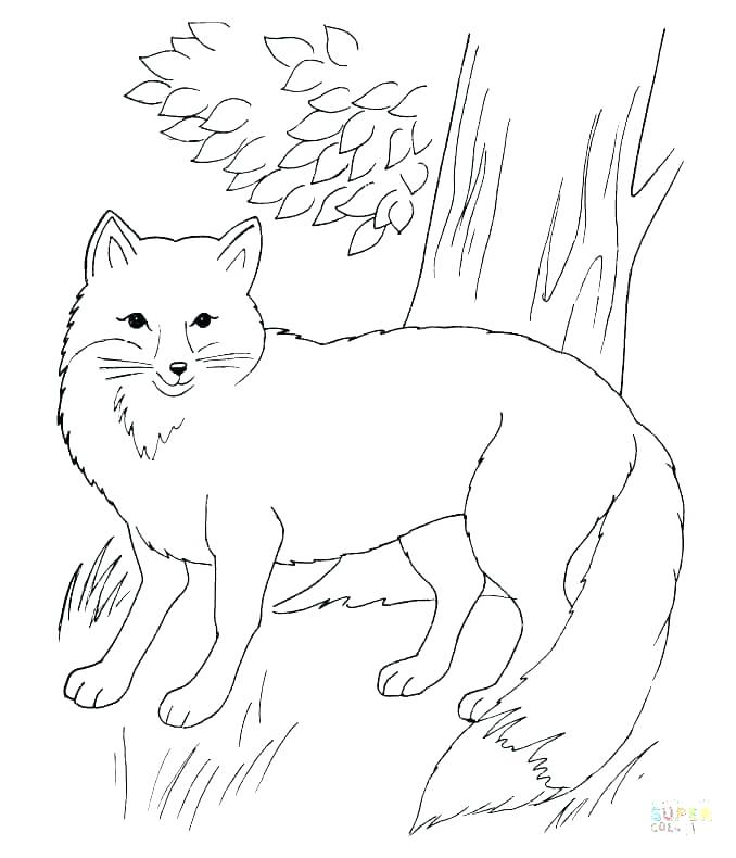 678x790 Realistic Fox Coloring Pages Fun Time