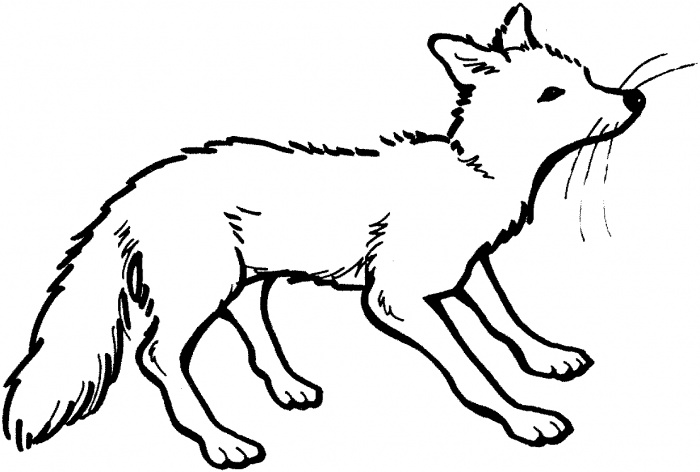700x472 Fox Coloring Pages