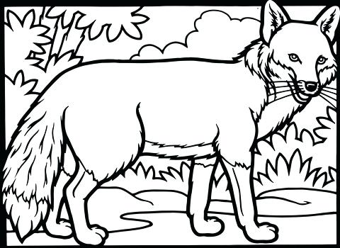 480x350 Fox Coloring Pages Cute Fox Coloring Pages Fox Coloring Pages