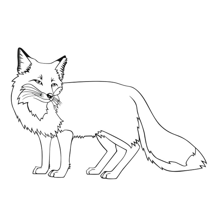 800x821 Free Coloring Pages Free
